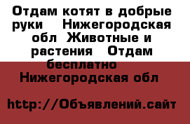 Отдам котят в добрые руки. - Нижегородская обл. Животные и растения » Отдам бесплатно   . Нижегородская обл.